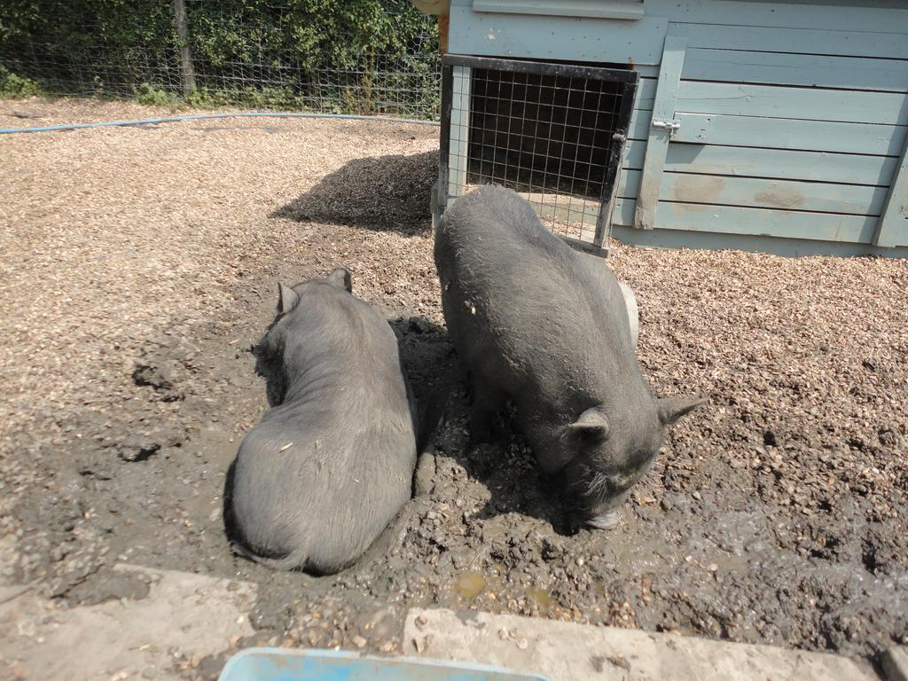 Willow Court Farm Studio East & Petting Farm, 8 Mins To Legoland & Windsor, 15 Mins To Lapland Uk Holiday home Windsor