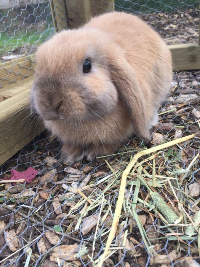 Willow Court Farm Studio West & Petting Farm, 8 Mins To Legoland & Windsor, 15 Mins To Lapland Uk * Windsor