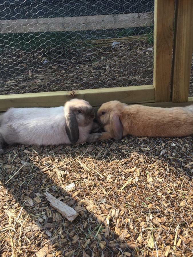Holiday home Willow Court Farm The Lodge & Petting Farm, 8 Mins From Legoland & Windsor, 15 Mins From Lapland Uk *