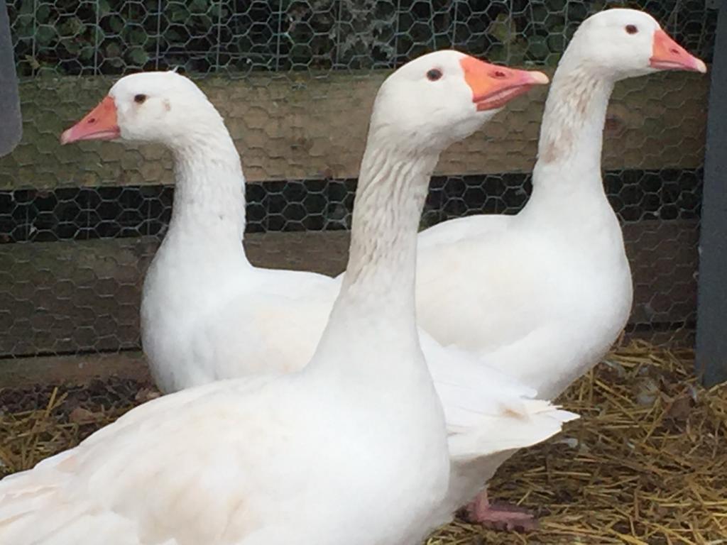 Willow Court Farm Studio West & Petting Farm, 8 Mins To Legoland & Windsor, 15 Mins To Lapland Uk Holiday home *
