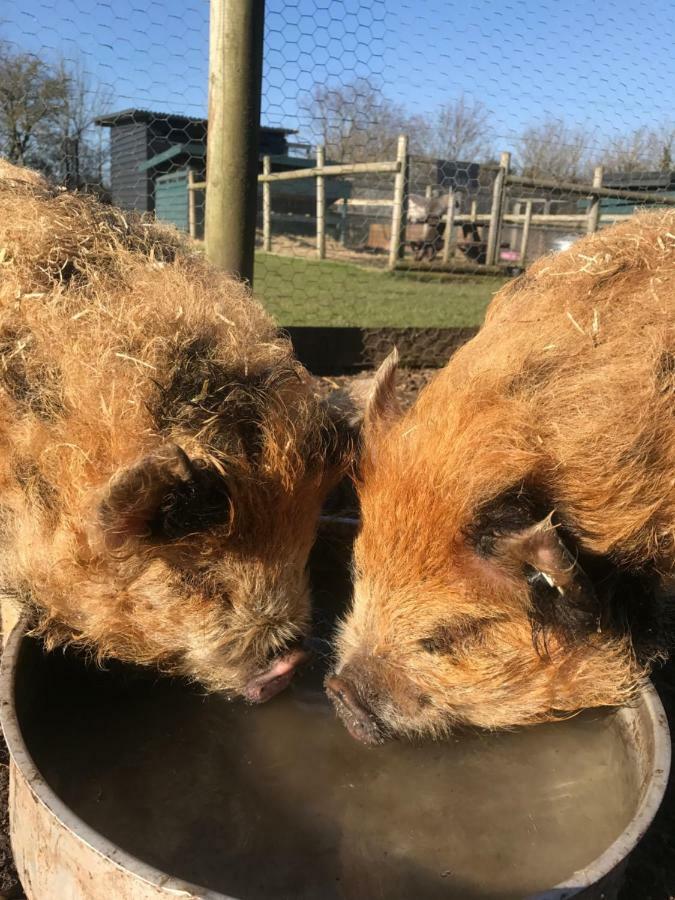 Holiday home Willow Court Farm The Lodge & Petting Farm, 8 Mins From Legoland & Windsor, 15 Mins From Lapland Uk *